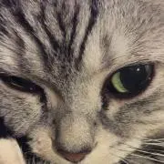 hc_chの画像