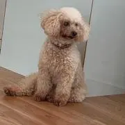 Takiの画像