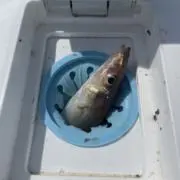 チャッピーの画像