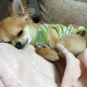 ココの画像
