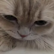 ユキトモ