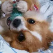 紅華