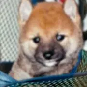 かんきちの画像