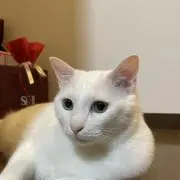Mamechan