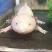 ウーパールーパー