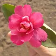 6ちびママ