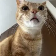 ひまんの画像