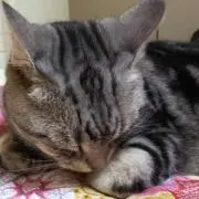 シルフィー