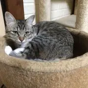 てんてん
