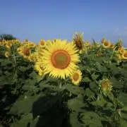 maoの画像