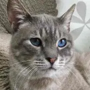 にゃんぽこ丸
