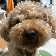 ろーるんるん