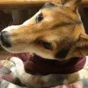 拳王