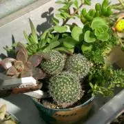 am