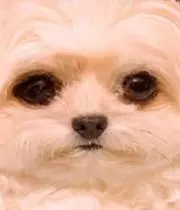 ちろりん