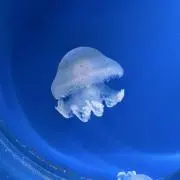 ココの画像