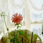 ココ