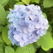 まるの画像