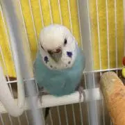 なり
