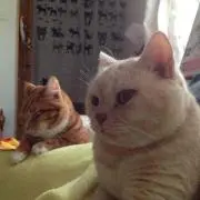 まきぴ