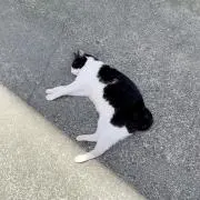 tの画像