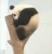 Hammyの画像