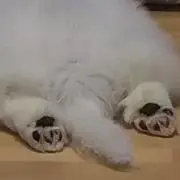 あんず