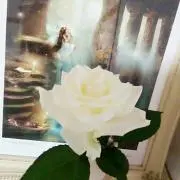 エステル＠プロフ一読願