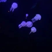ナ