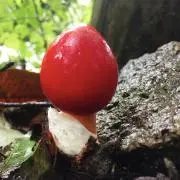 ponpopon89の画像