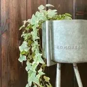komorebiの画像