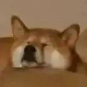 RACCOONの画像