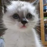 コムギ