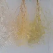あこ