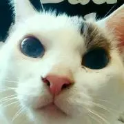 ささきち