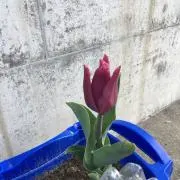 ユウ