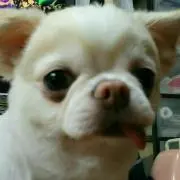 まろん