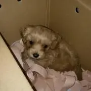 ruko