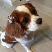 とみー