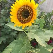 ぶたうさぎプロフ必読