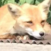 シロコマの画像