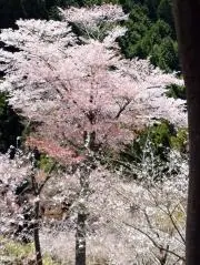 にゃお★値下げ不可★商品ID記入不可の画像