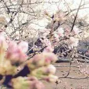 Langtangの画像