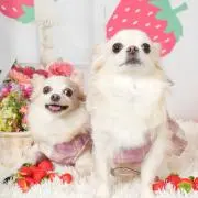 さくらもち❁⃘*.゜プロフ必読の画像