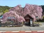 パーマン5号の画像