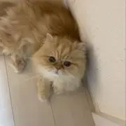 ゆうか★即購入OKですの画像
