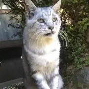 世界を旅するcat