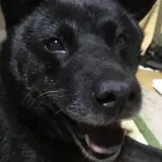 桃
