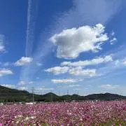 chiiの画像