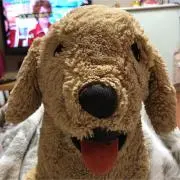 ペロ母さんの画像